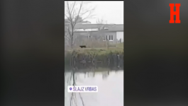 CRNI PANTER NA ŠETALIŠTU U VRBASU: Novi snimak - divlja mačka opušteno hoda pored reke