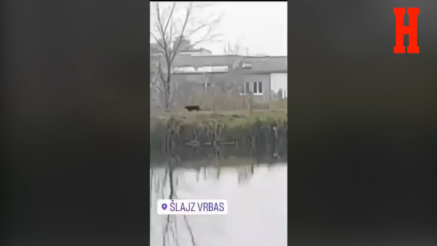 CRNI PANTER NA ŠETALIŠTU U VRBASU: Novi snimak - divlja mačka opušteno hoda pored reke
