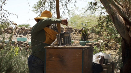 MED IZ PUSTINJE? MOGUĆE JE! Pogledajte proizvodnju pčelara u Čileu