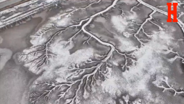 KAO DRVO ŽIVOTA: Zima u močvarama Paiđina u Kini "iscrtala" nesvakidašnju scenografiju