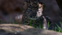 PRONAĐITE RAZLIKE: U zoološkom vrtu u San Dijegu na svet došla dva mladunčeta sibirskog leoparda