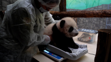 U CARSTVU BAMBUSA I ŠARGAREPE: Beba panda iz moskovskog ZOO vrta dobila novi smeštaj