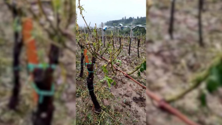 NEVREME U NEGOTINU: Uništen ceo vinogradarski kraj