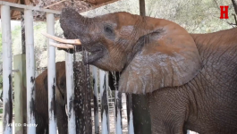 SKIDANJE TEMPERATURE: Pogledajte kako rashlađuju slona u afričkom zoo vrtu